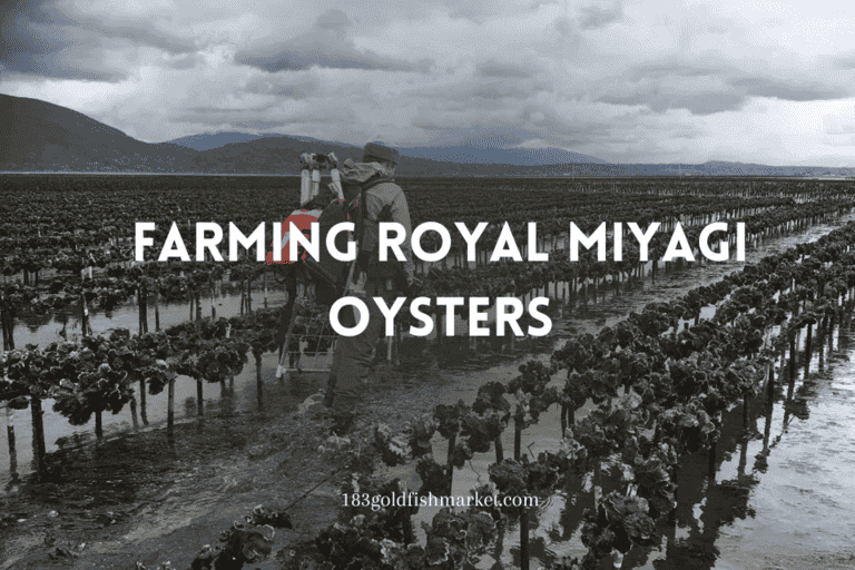 Royal Miyagi Oysters Farming