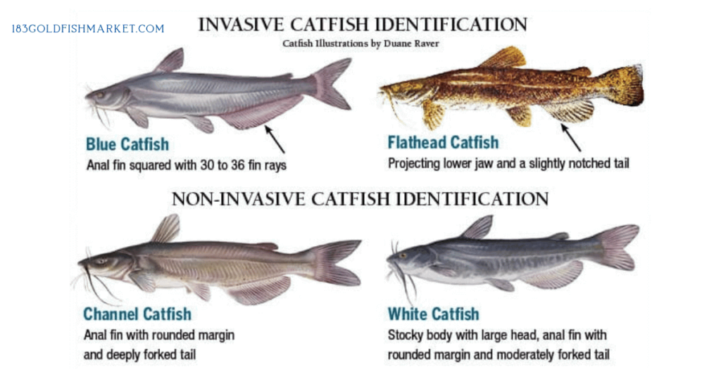 Whole Catfish for Sale -Types of Catfish Species