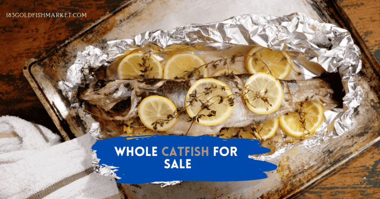 Whole Catfish for Sale - 183 Gold Fish Market
