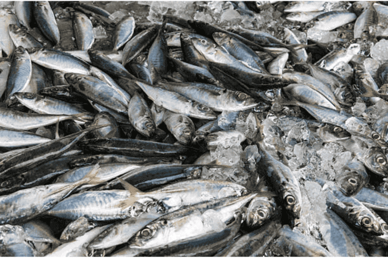 Fresh catch mackerel - 183Goldfish market