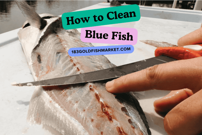 How to Clean Blue Fish? Tips & Tricks