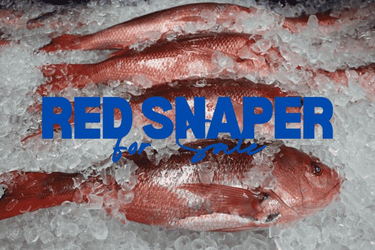 Red Snapper for Sale: Choose the Perfect Red Snapper